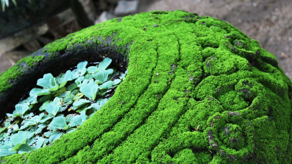 Moss covered pot