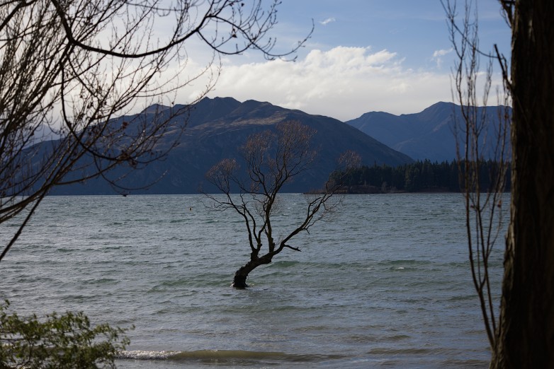 That Wanaka Tree, a bare willow standing alone in the shallows of Lake Wanaka with mountains behind