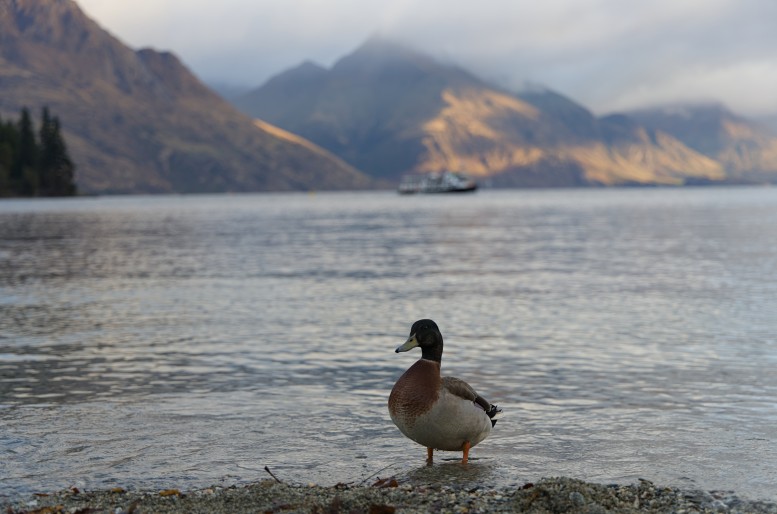 A mallard standing at the edge of Lake Wakatipu, with a steamer out on the water and sunlit peaks behind