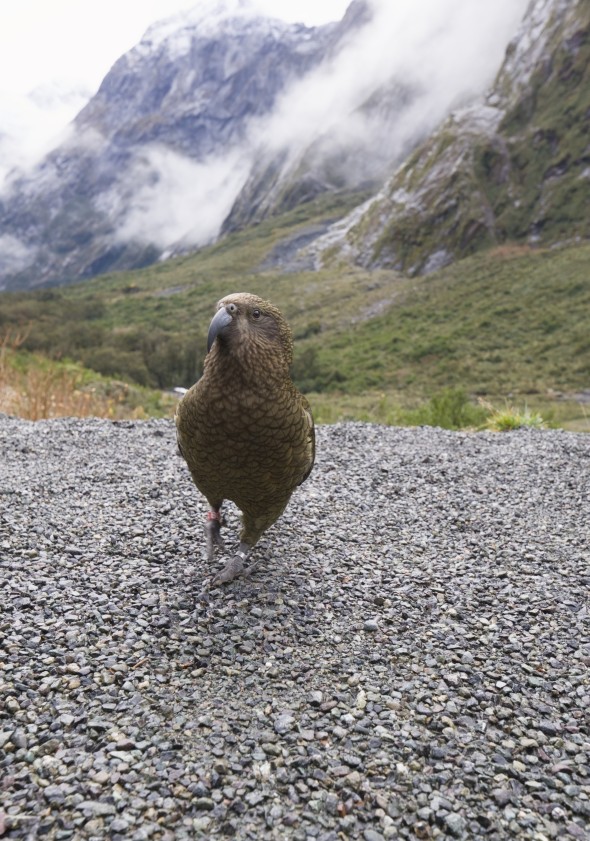 A kea, New Zealand's alpine parrot, walking straight towards the camera across a gravel car park below misty peaks